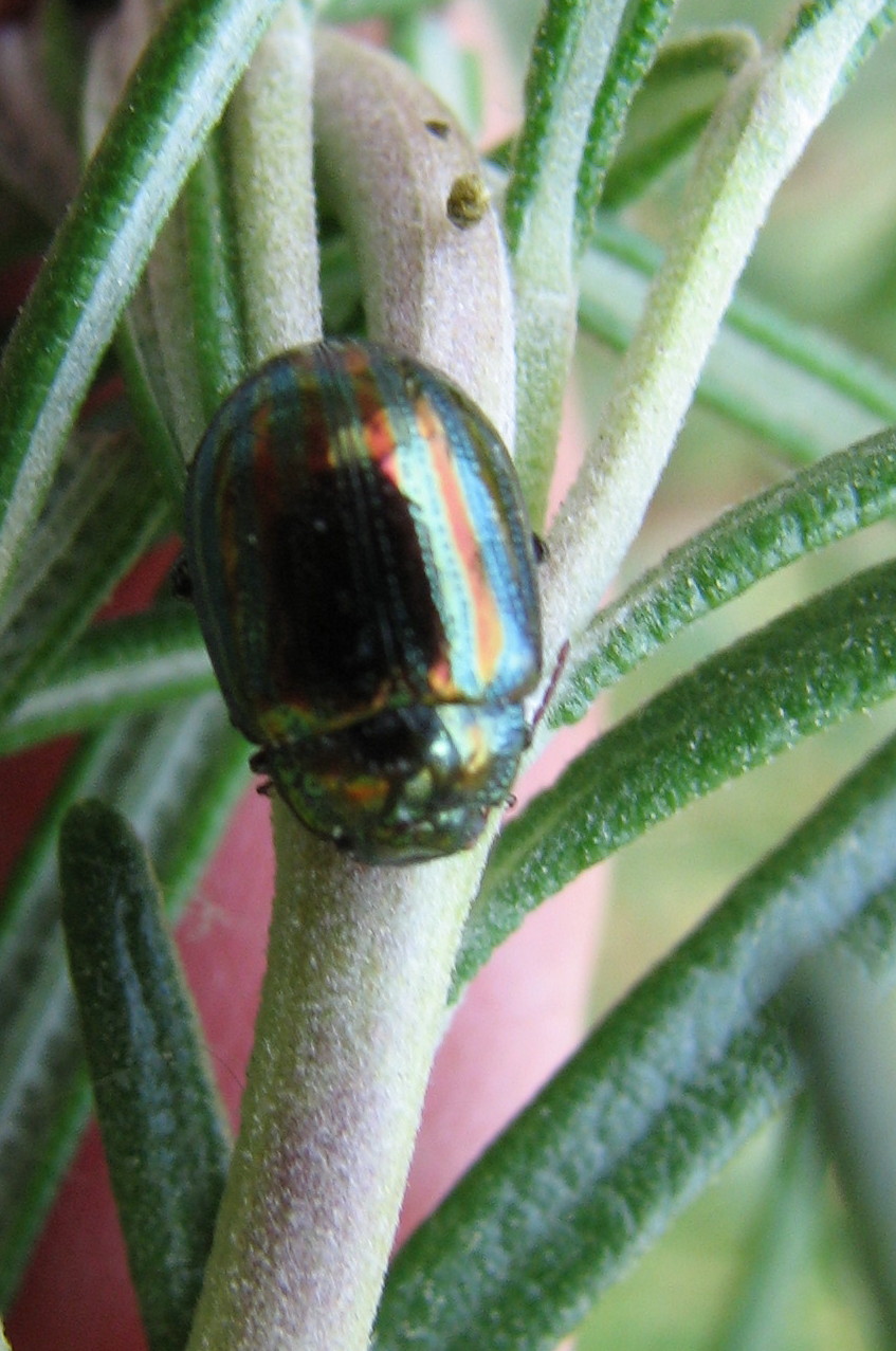 Chrysolina americana: etimologia